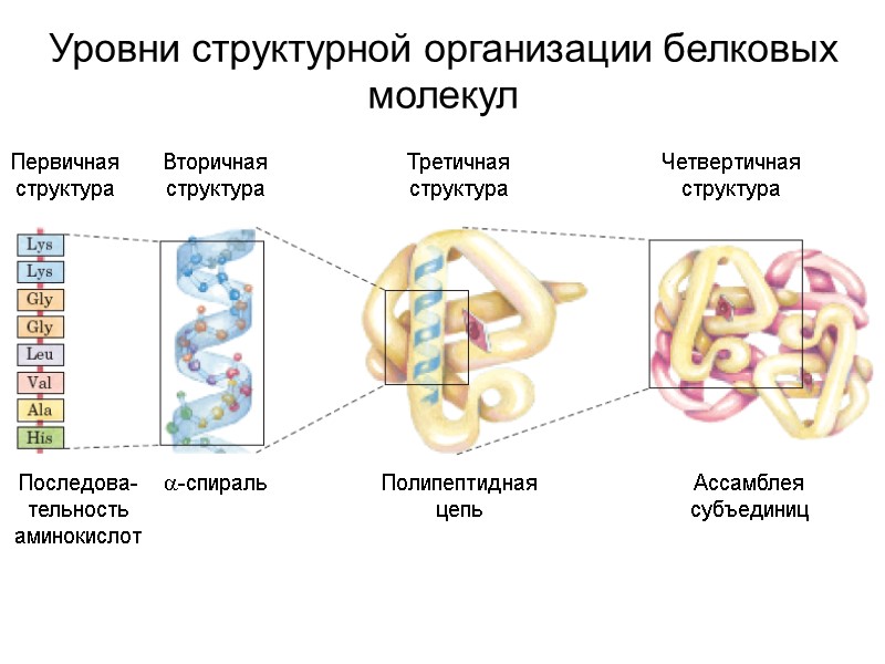 Уровни структурной организации белковых молекул Первичная структура Вторичная структура Третичная структура Четвертичная структура Последова-тельность